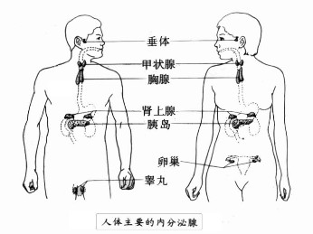 内分泌疾病