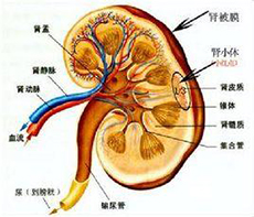 肾病