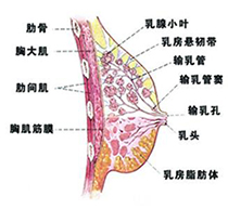 乳腺增生
