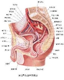 男性不育