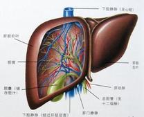 肝腹水