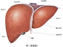 肝炎